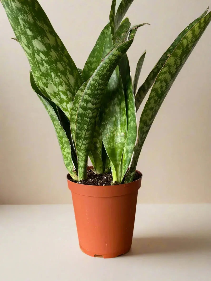 Snake Plant 'Jaboa' House Plant Dropship Botani Haven
