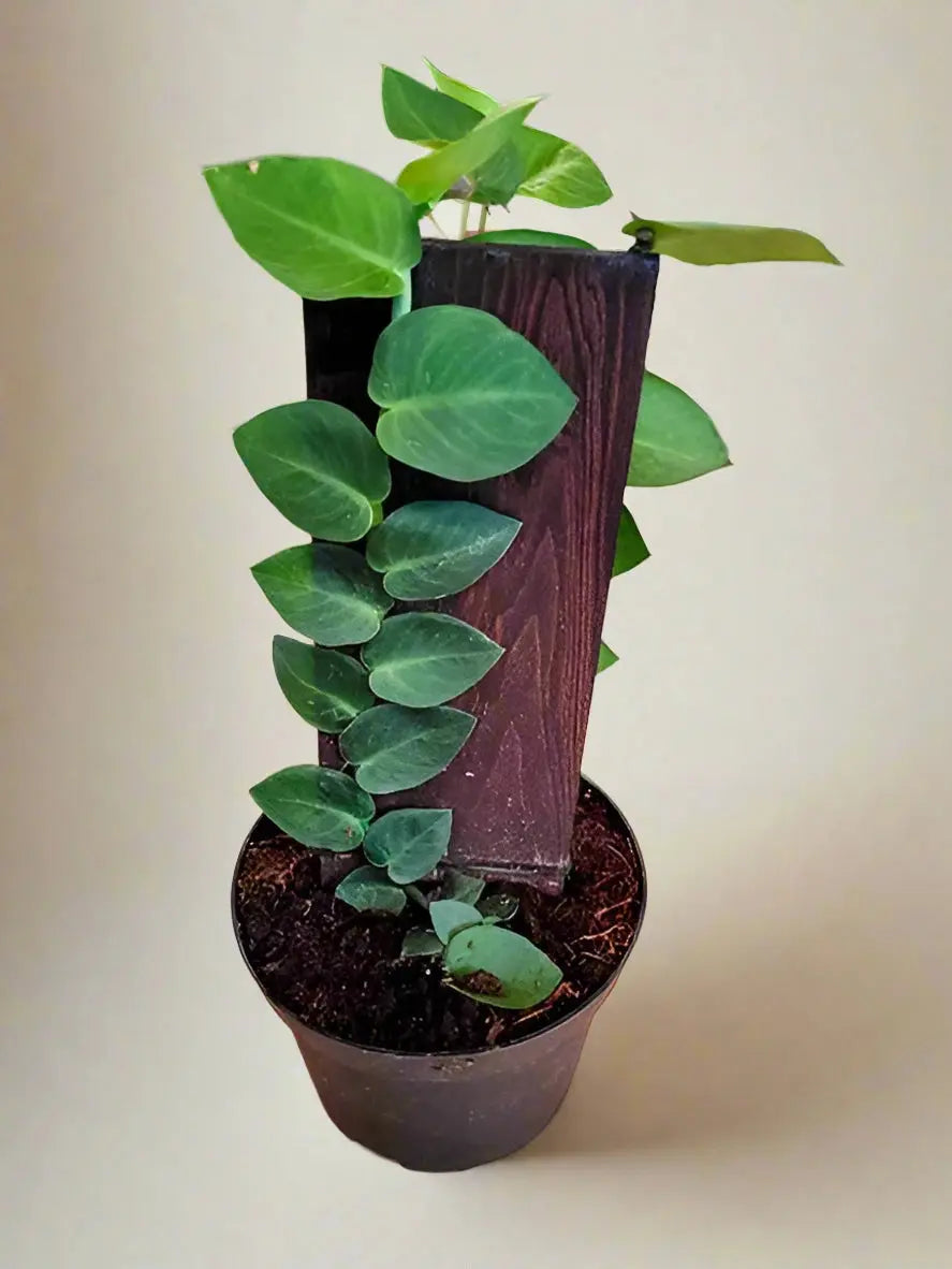 Rhaphidophora 'Cryptantha' (Shingle Plant) House Plant Dropship Botani Haven