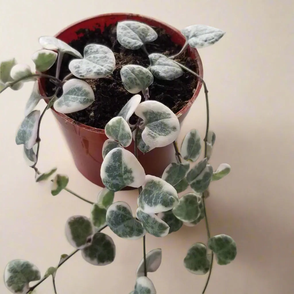 String of Hearts Variegated House Plant Dropship Botani Haven