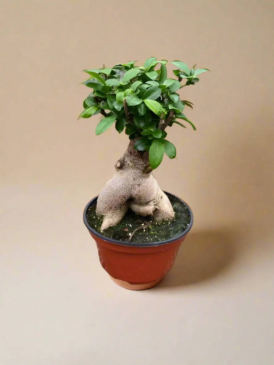 Ficus 'Ginseng' House Plant Dropship Botani Haven