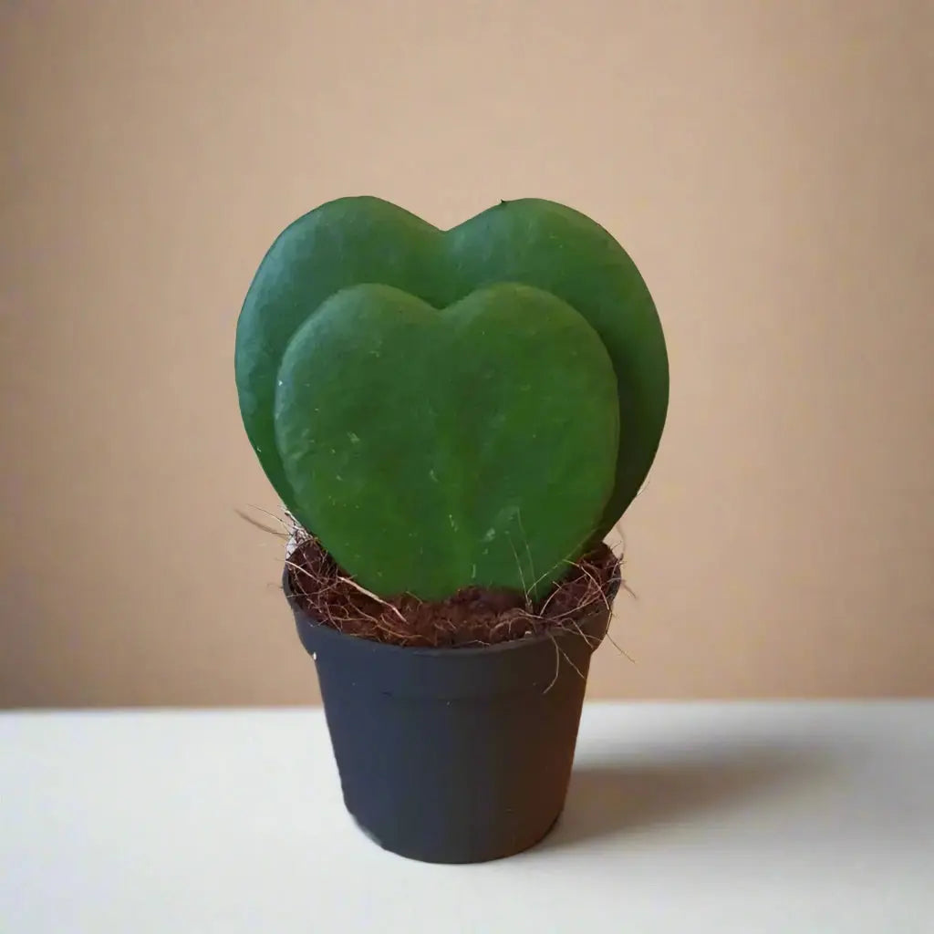 Hoya 'Sweetheart' House Plant Dropship Botani Haven
