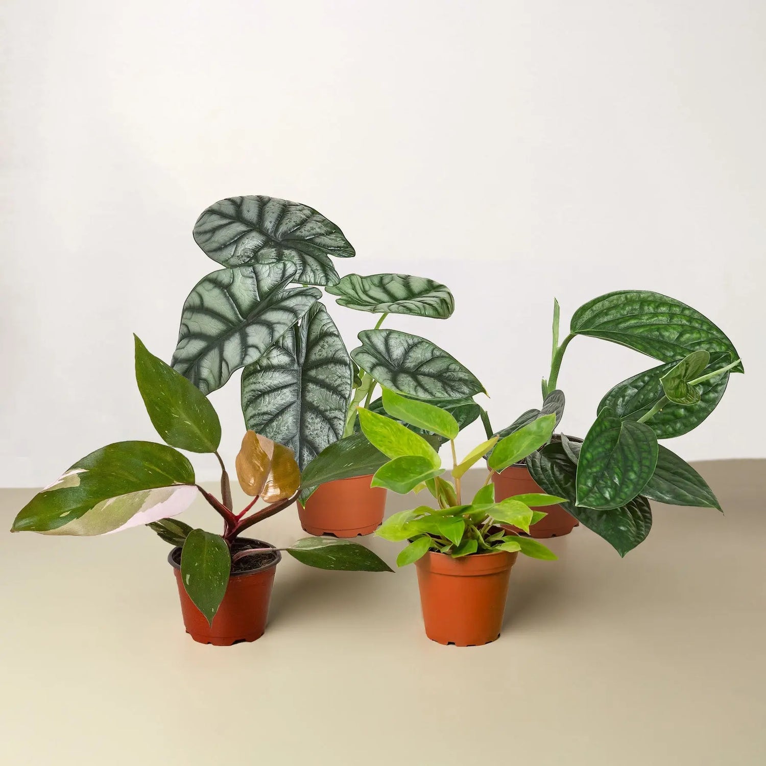 Cultivated Collections - Botani Haven