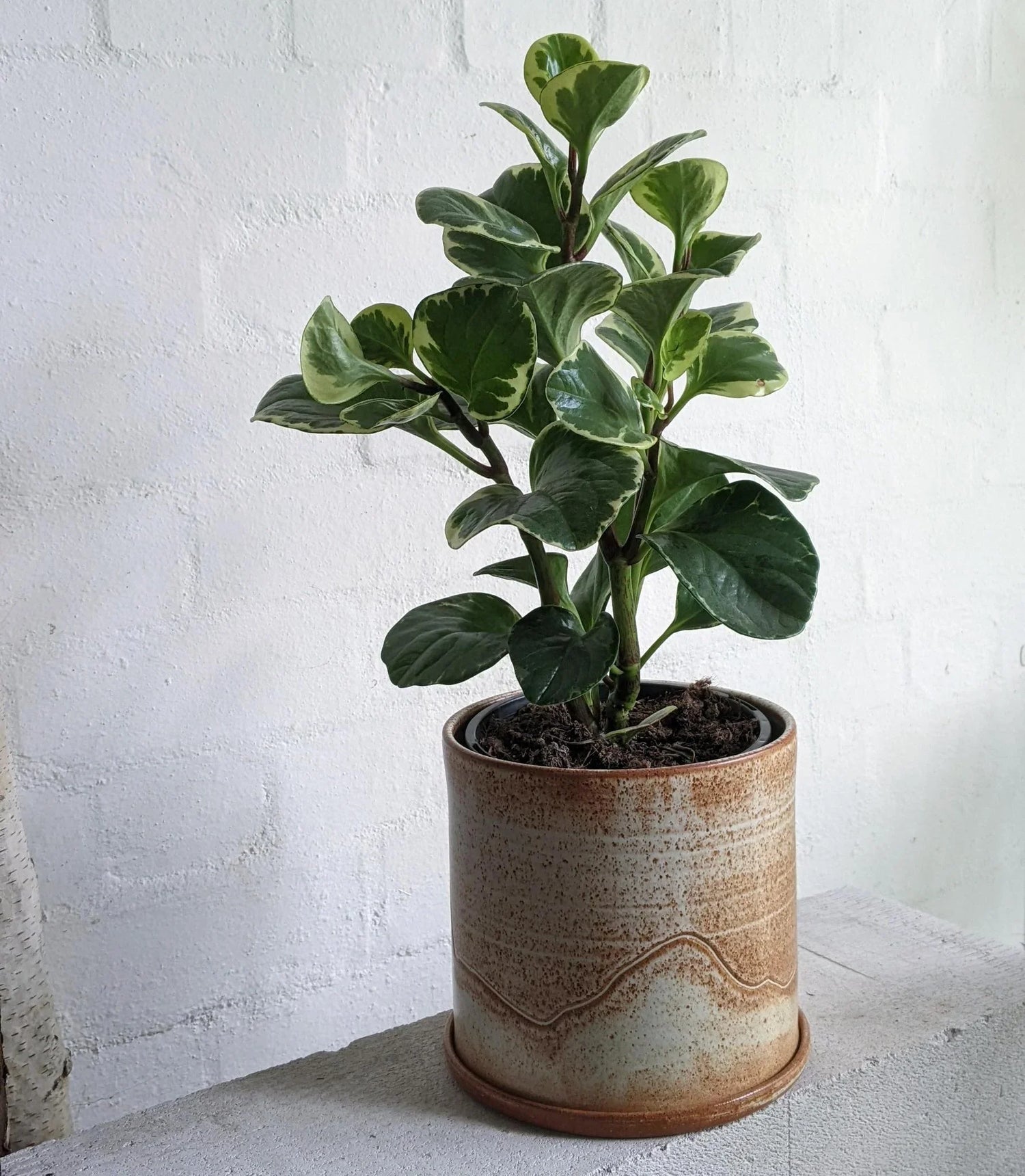 Begonia-Peperomia-Beauties Botani Haven