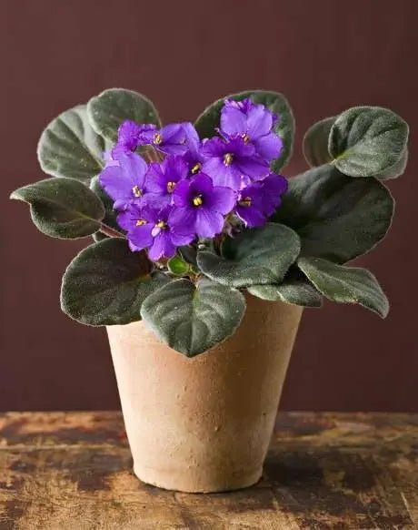 Flowering Plants - Botani Haven