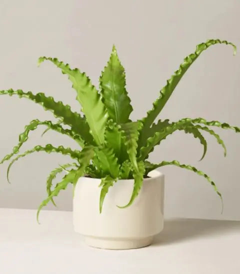 Paw-Friendly Plants - Botani Haven