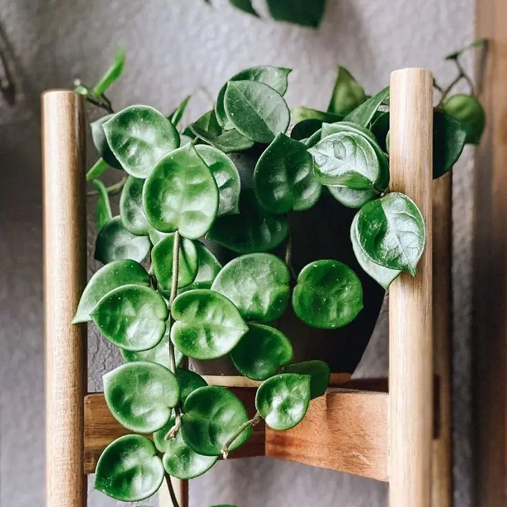 Hoya - Botani Haven