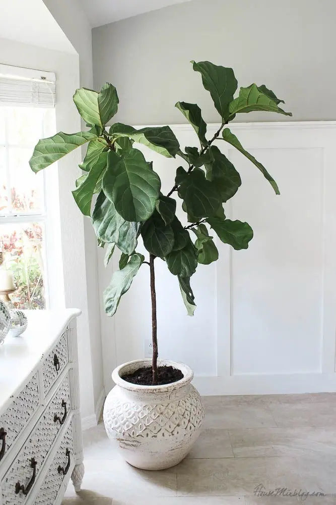 Grand Indoor Foliage - Botani Haven