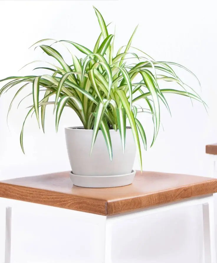 Effortless Care Plants - Botani Haven