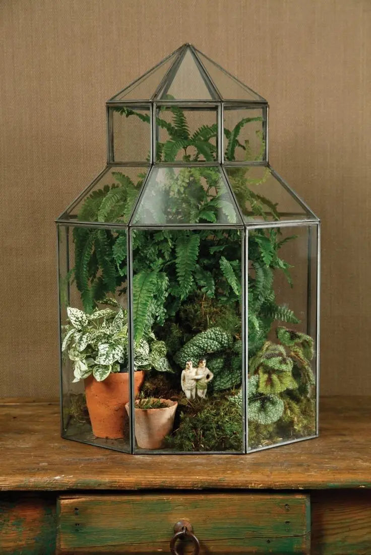 Curated Plants for Terrariums - Botani Haven