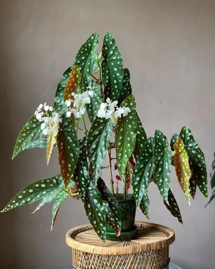 New Greenhouse Arrivals - Botani Haven