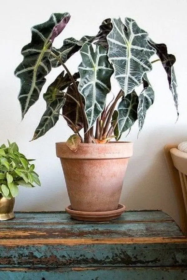 Alocasia - Botani Haven