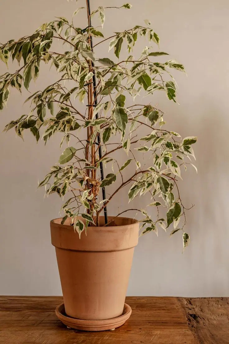 Ficus - Botani Haven