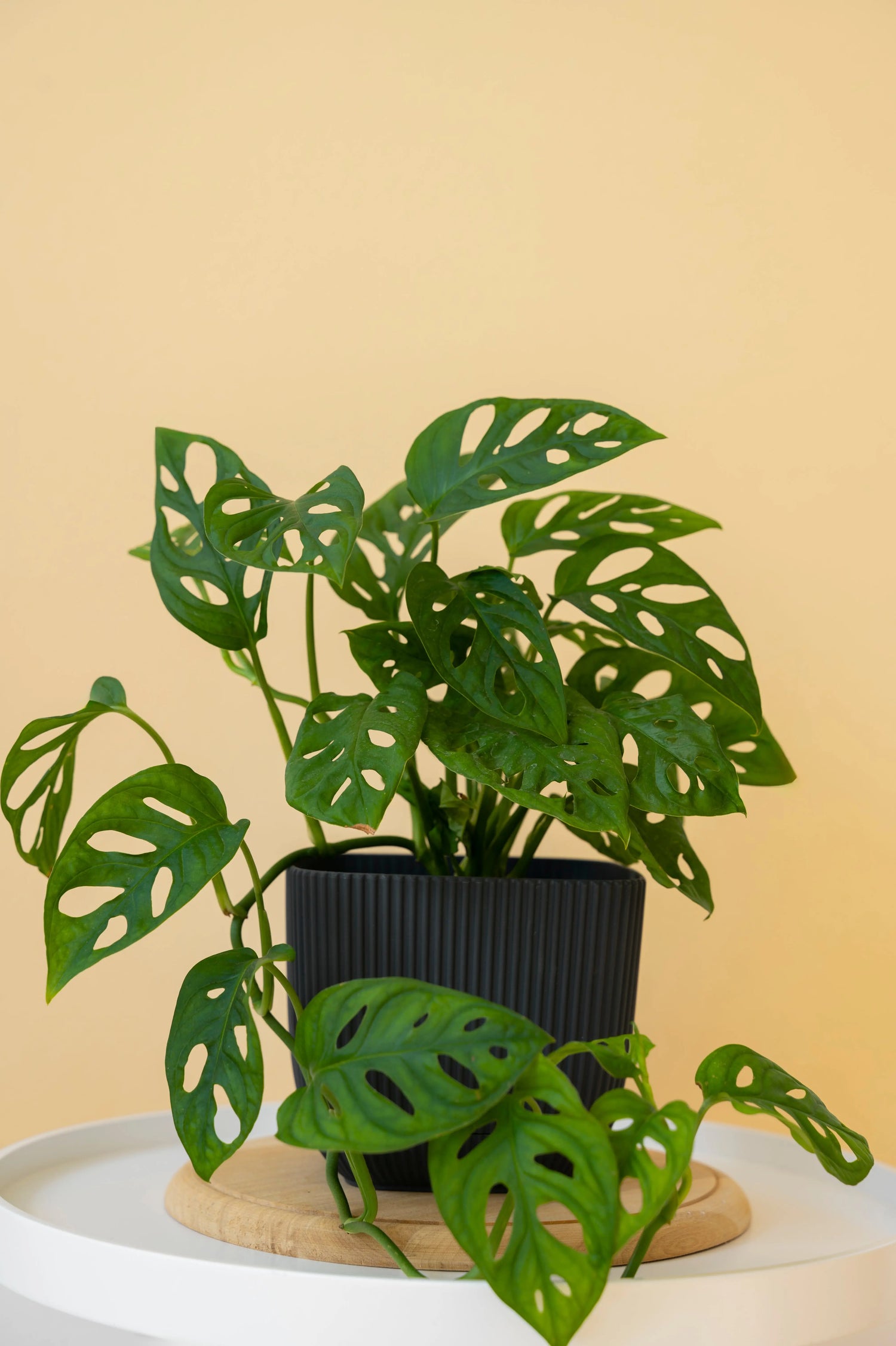 Monstera & Philodendron - Botani Haven