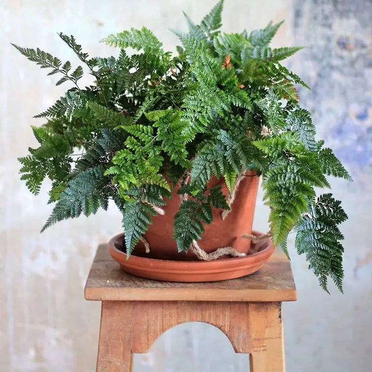 Ferns - Botani Haven