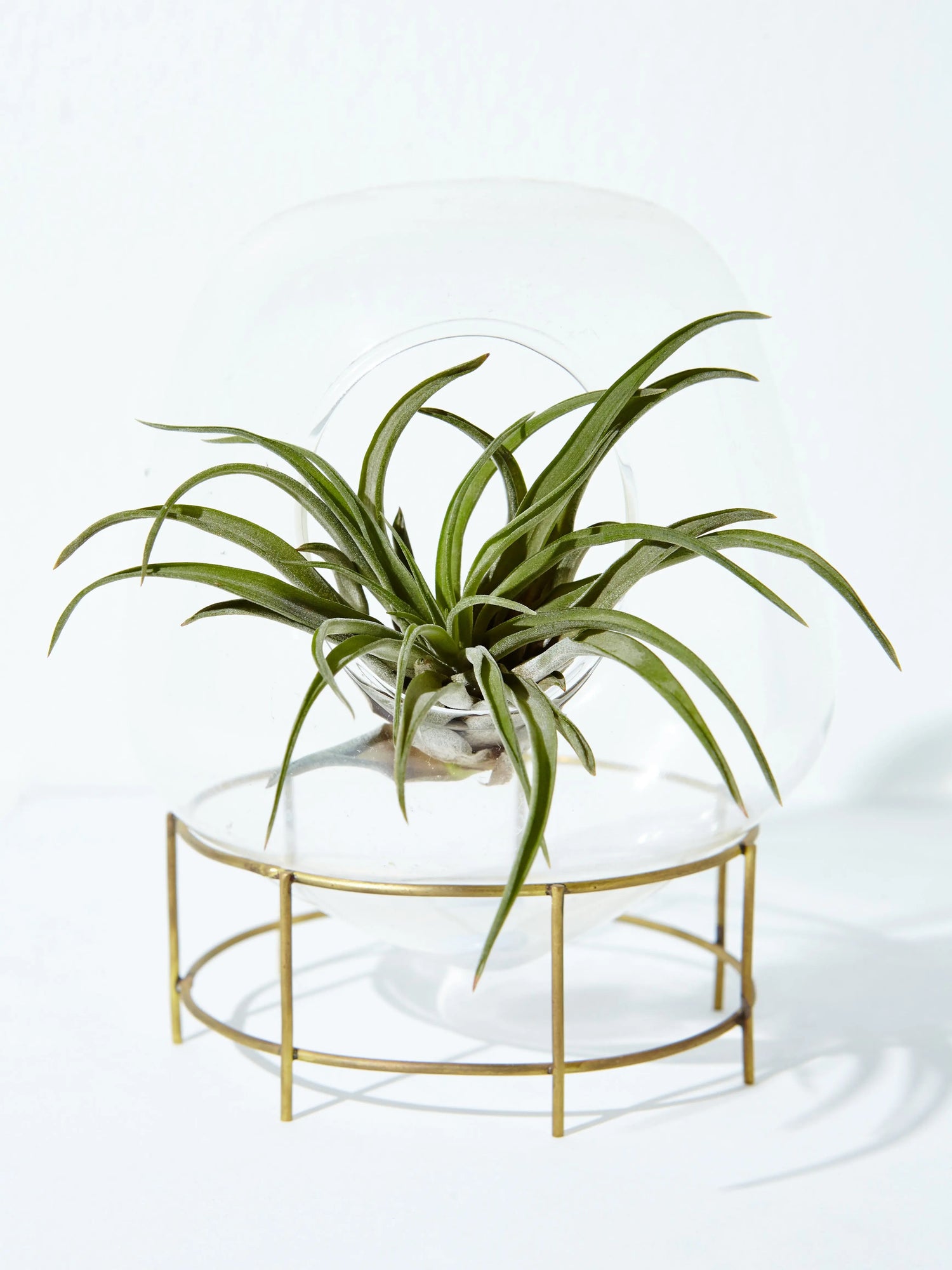 Air Plants - Botani Haven