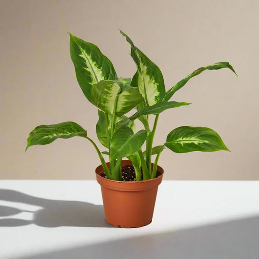 Dieffenbachia 'Camille' House Plant Dropship Botani Haven
