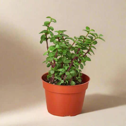 Succulent 'Elephant Bush' House Plant Dropship Botani Haven