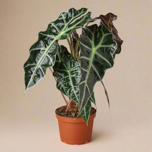 Alocasia Polly 'African Mask' House Plant Dropship Botani Haven