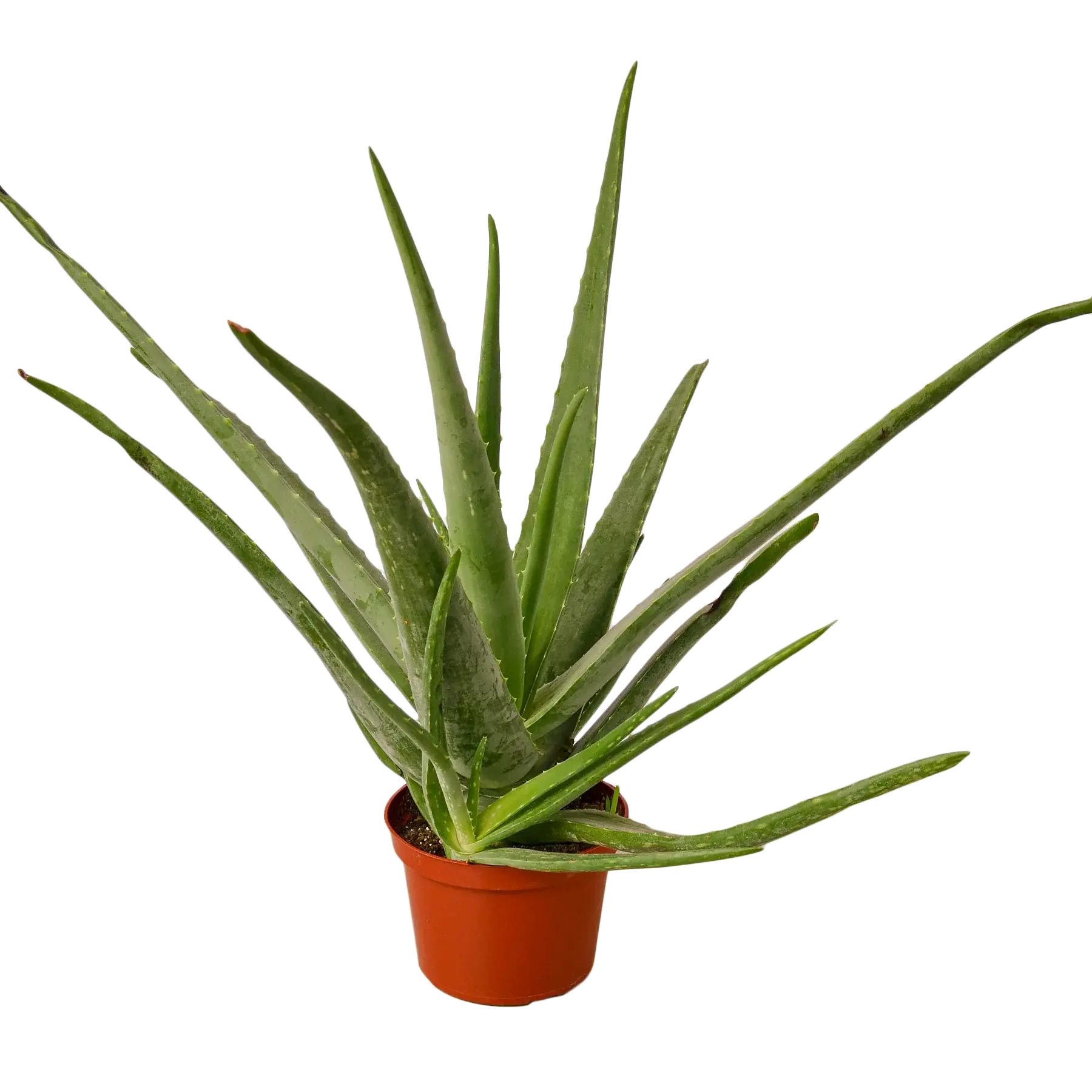 Aloe Vera House Plant Dropship Botani Haven