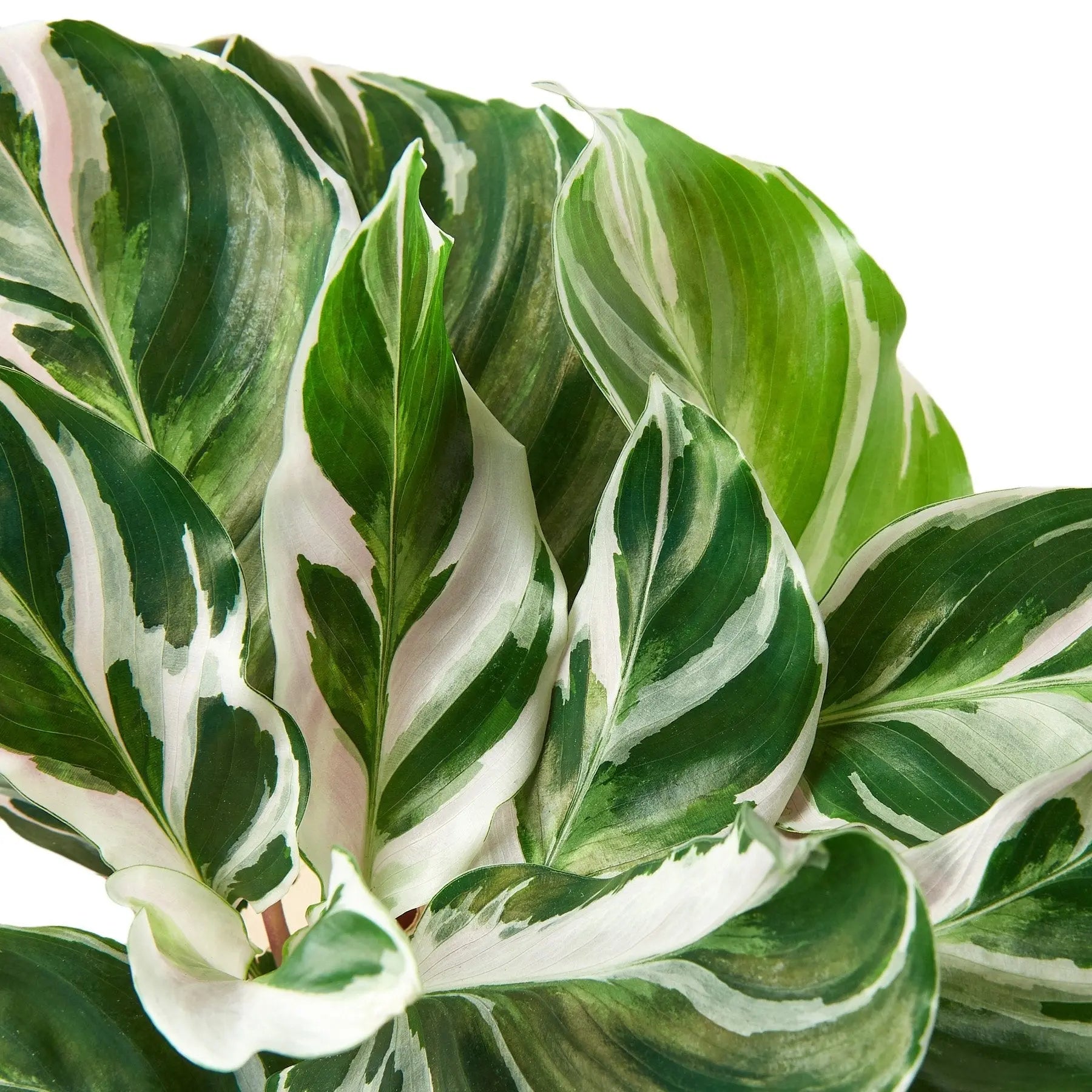 Calathea 'White Fusion' House Plant Dropship Botani Haven