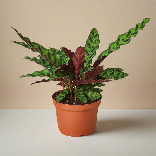 Calathea Lancifolia 'Rattlesnake' House Plant Dropship Botani Haven