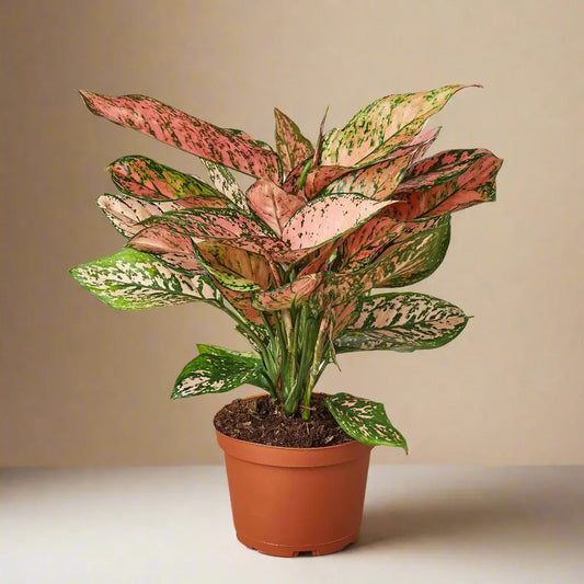 Chinese Evergreen 'Lady Valentine' House Plant Dropship Botani Haven