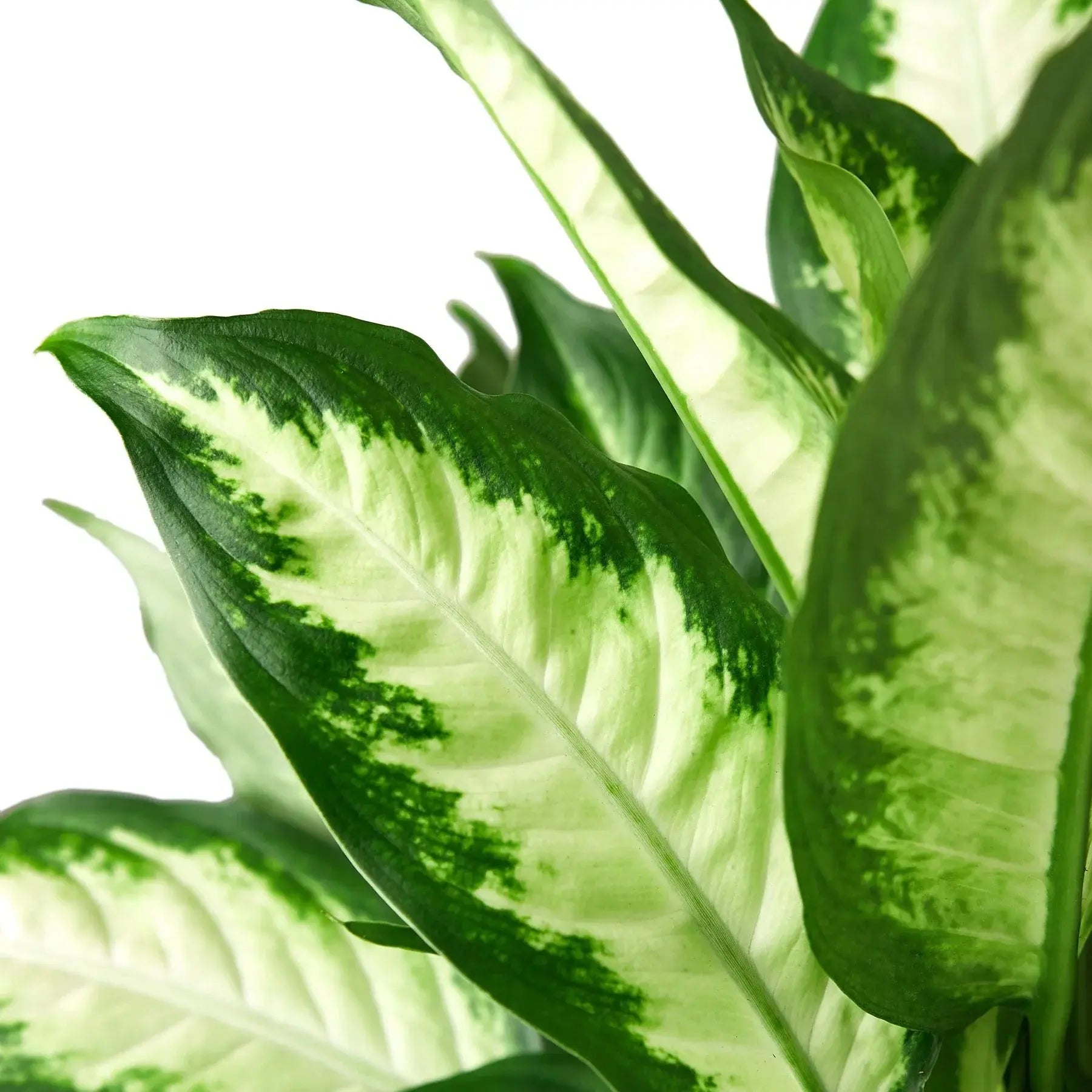 Dieffenbachia 'Camille' House Plant Dropship Botani Haven