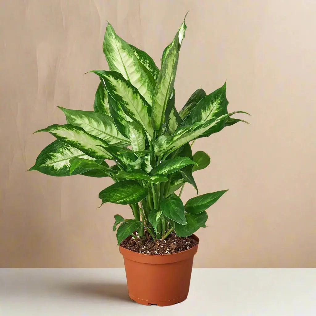 Dieffenbachia 'Camille' House Plant Dropship Botani Haven