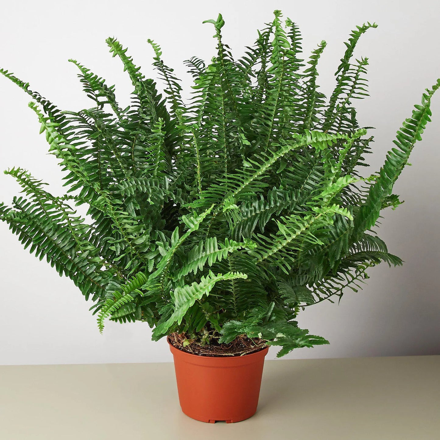 Fern 'Jester's Crown' House Plant Dropship Botani Haven