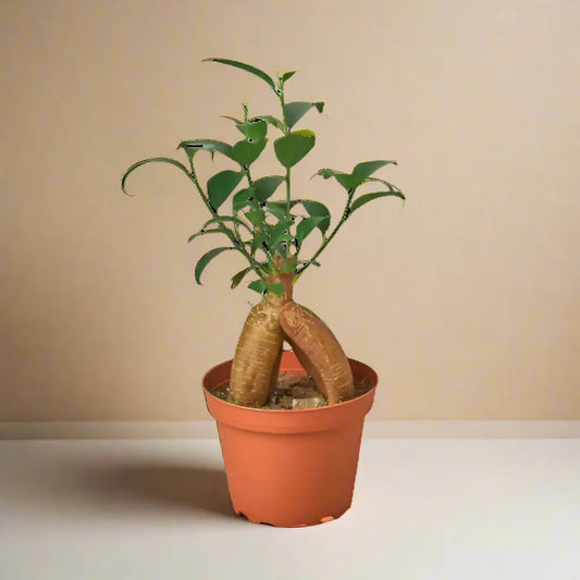 Ficus 'Ginseng' House Plant Dropship Botani Haven