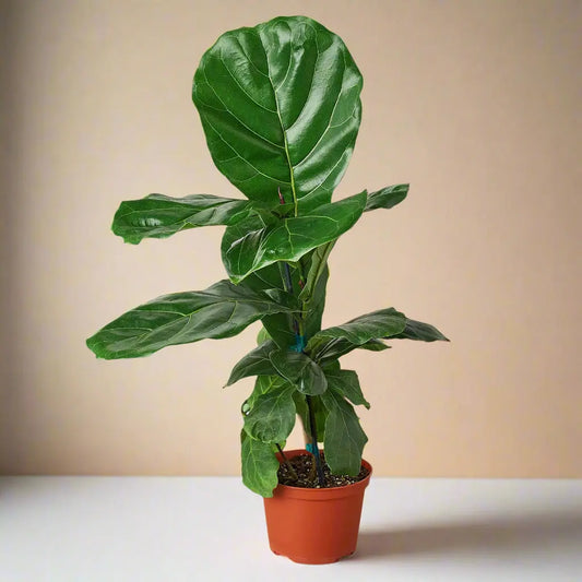 Ficus Lyrata 'Fiddle Leaf Fig' House Plant Dropship Botani Haven