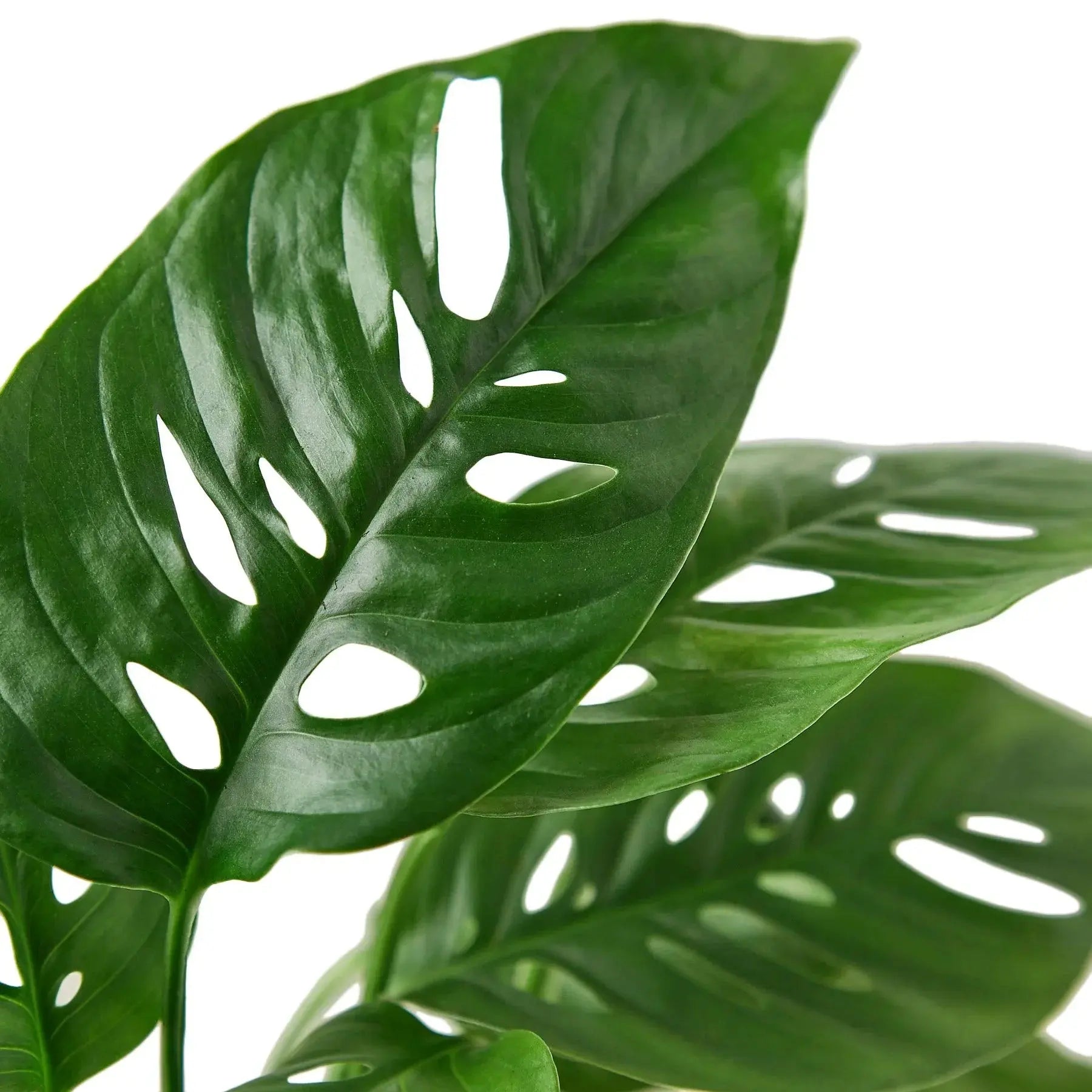 Monstera Adansonii 'Swiss Cheese' House Plant Dropship Botani Haven