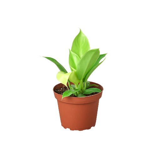 Philodendron 'Moonlight' House Plant Dropship Botani Haven