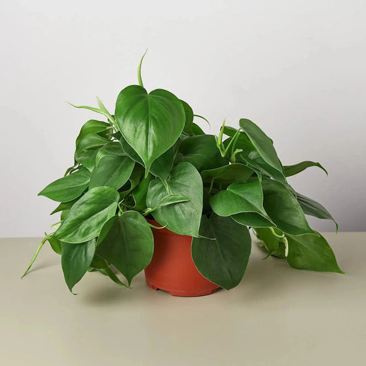 Philodendron 'Cordatum Heartleaf' House Plant Dropship Botani Haven