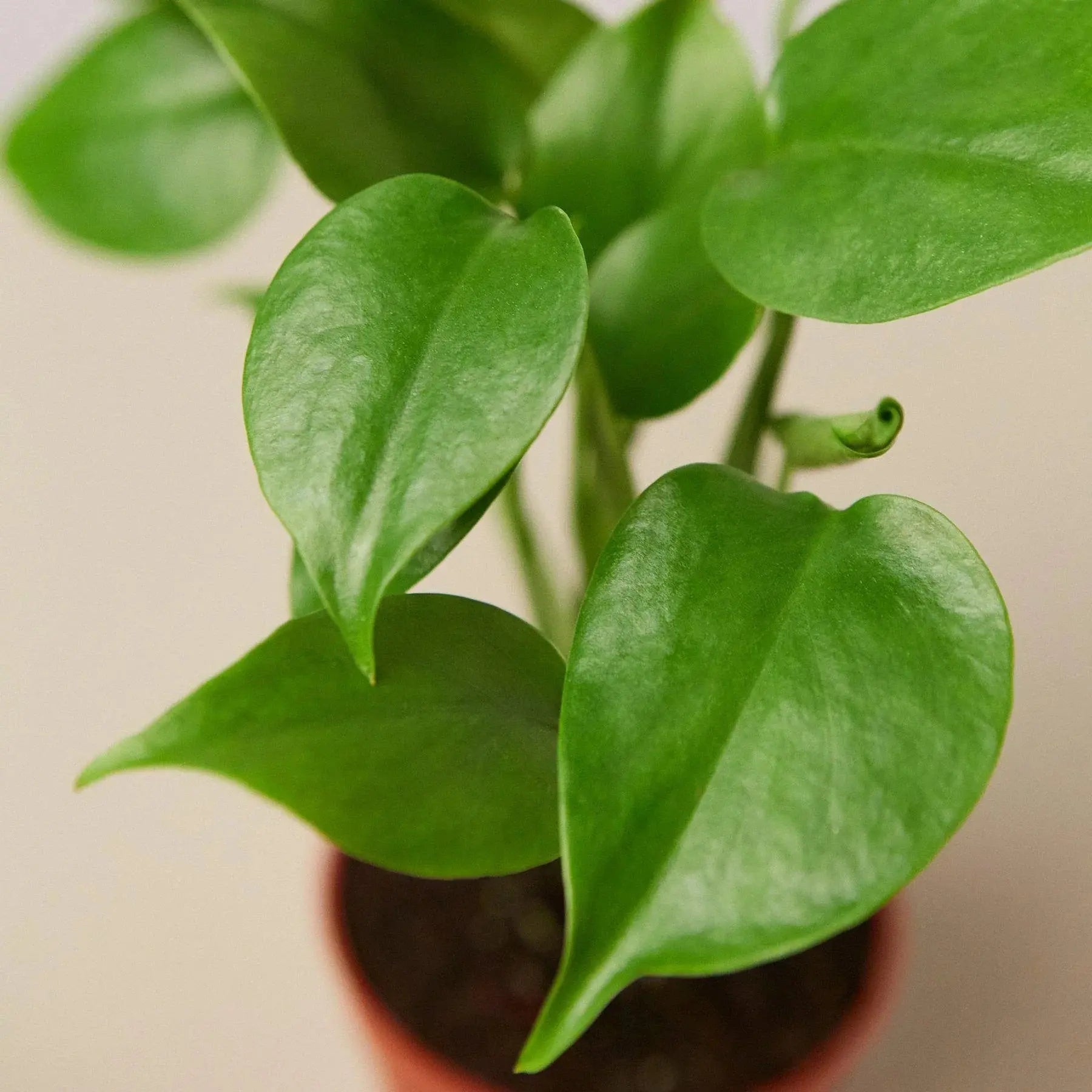 Philodendron 'Monstera Split-Leaf' House Plant Dropship Botani Haven