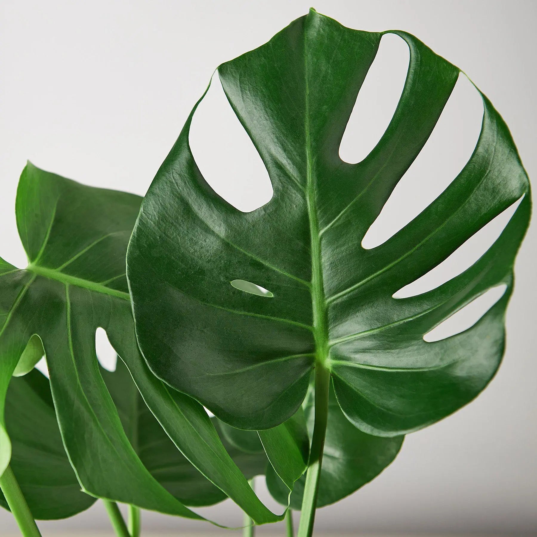 Philodendron 'Monstera Split-Leaf' House Plant Dropship Botani Haven