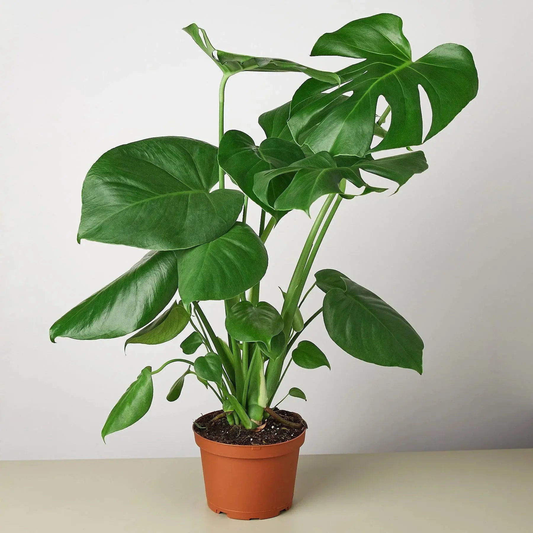 Philodendron 'Monstera Split-Leaf' House Plant Dropship Botani Haven