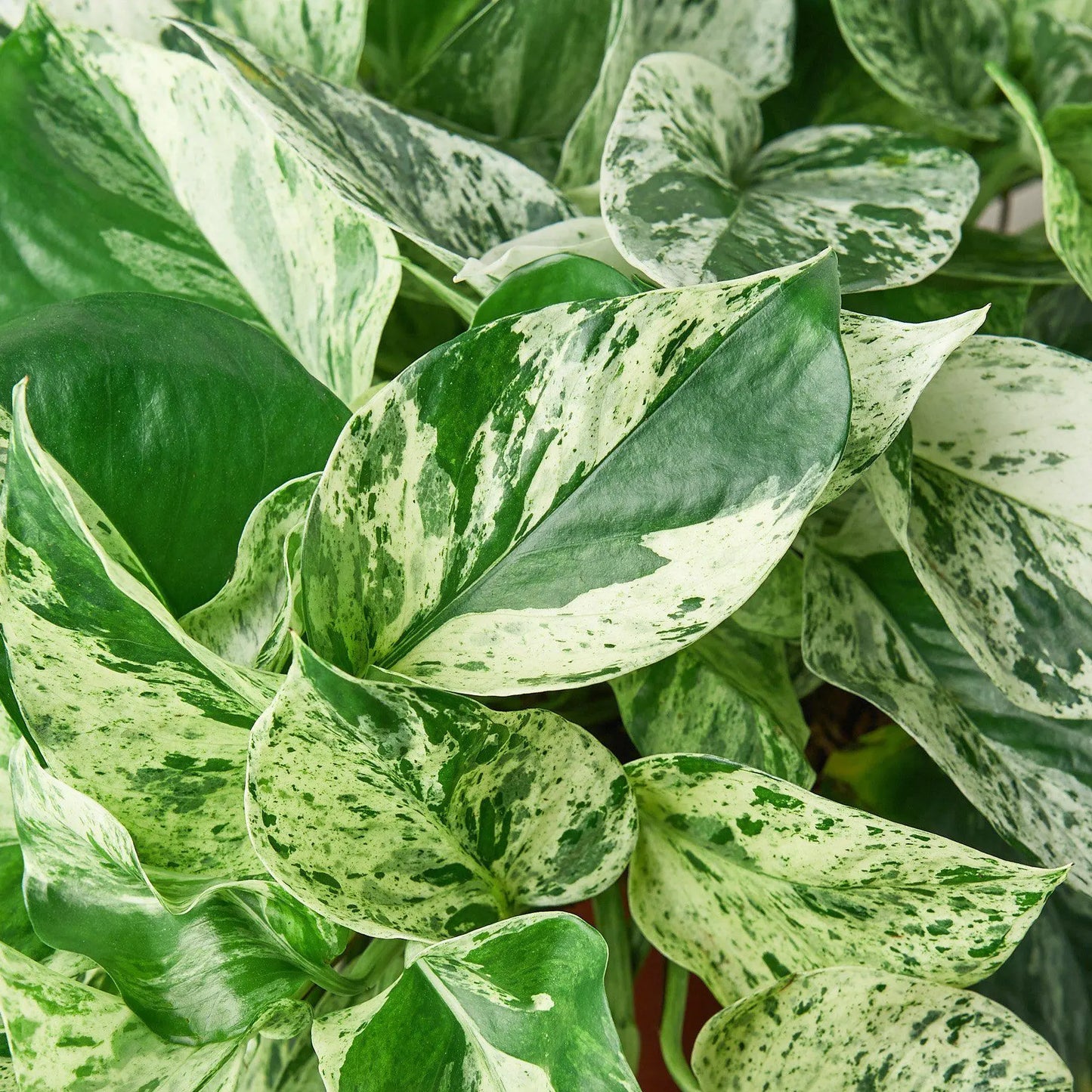 Pothos 'Marble Queen' House Plant Dropship Botani Haven