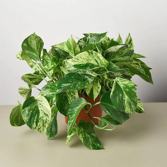 Pothos 'Marble Queen' House Plant Dropship Botani Haven