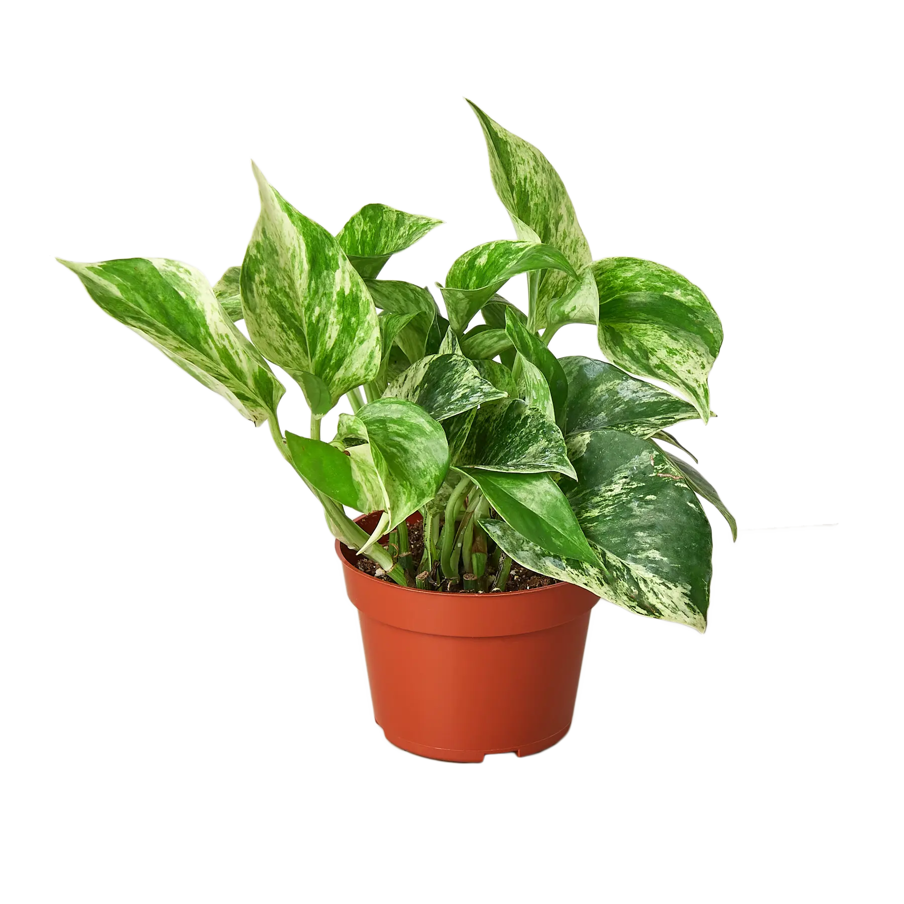 Pothos 'Marble Queen' House Plant Dropship Botani Haven