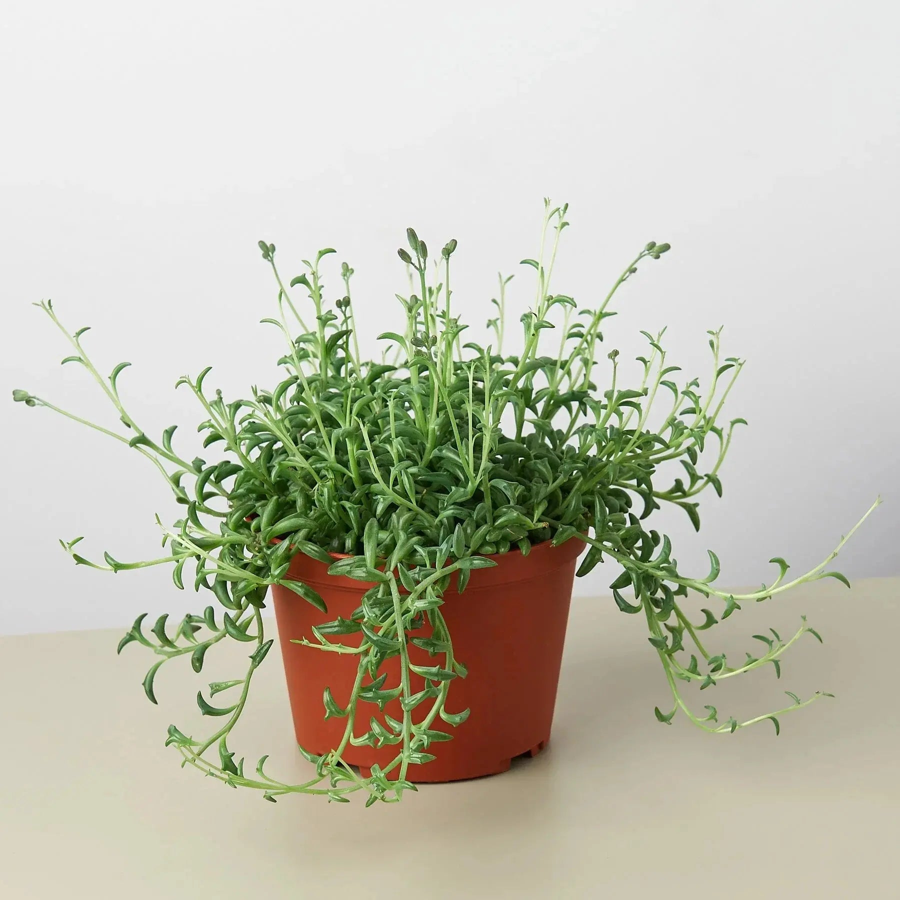 Succulent 'String of Dolphins' House Plant Dropship Botani Haven