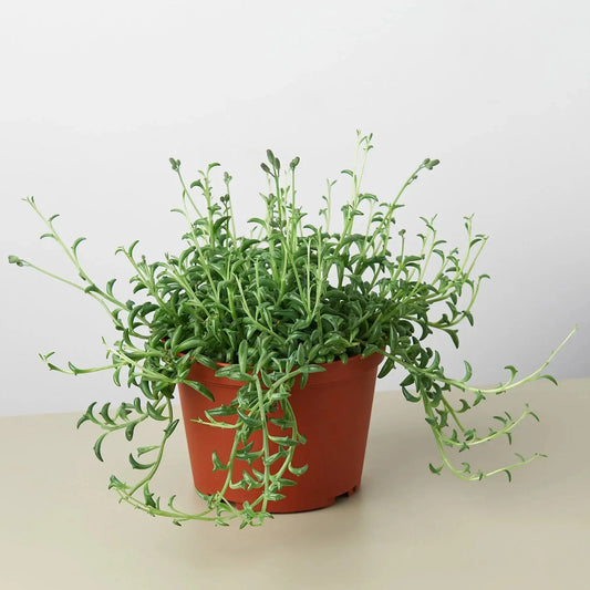 Succulent 'String of Dolphins' House Plant Dropship Botani Haven