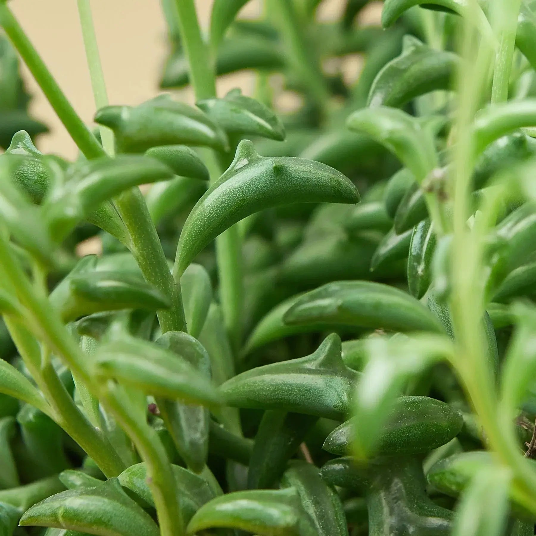 Succulent 'String of Dolphins' House Plant Dropship Botani Haven