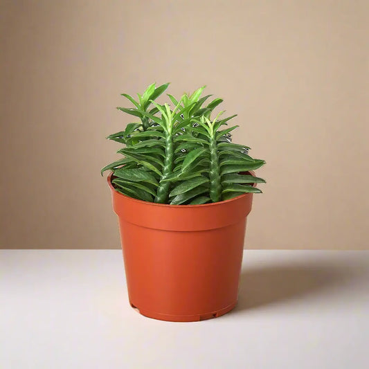 Euphorbia 'Devil's Backbone' House Plant Dropship Botani Haven