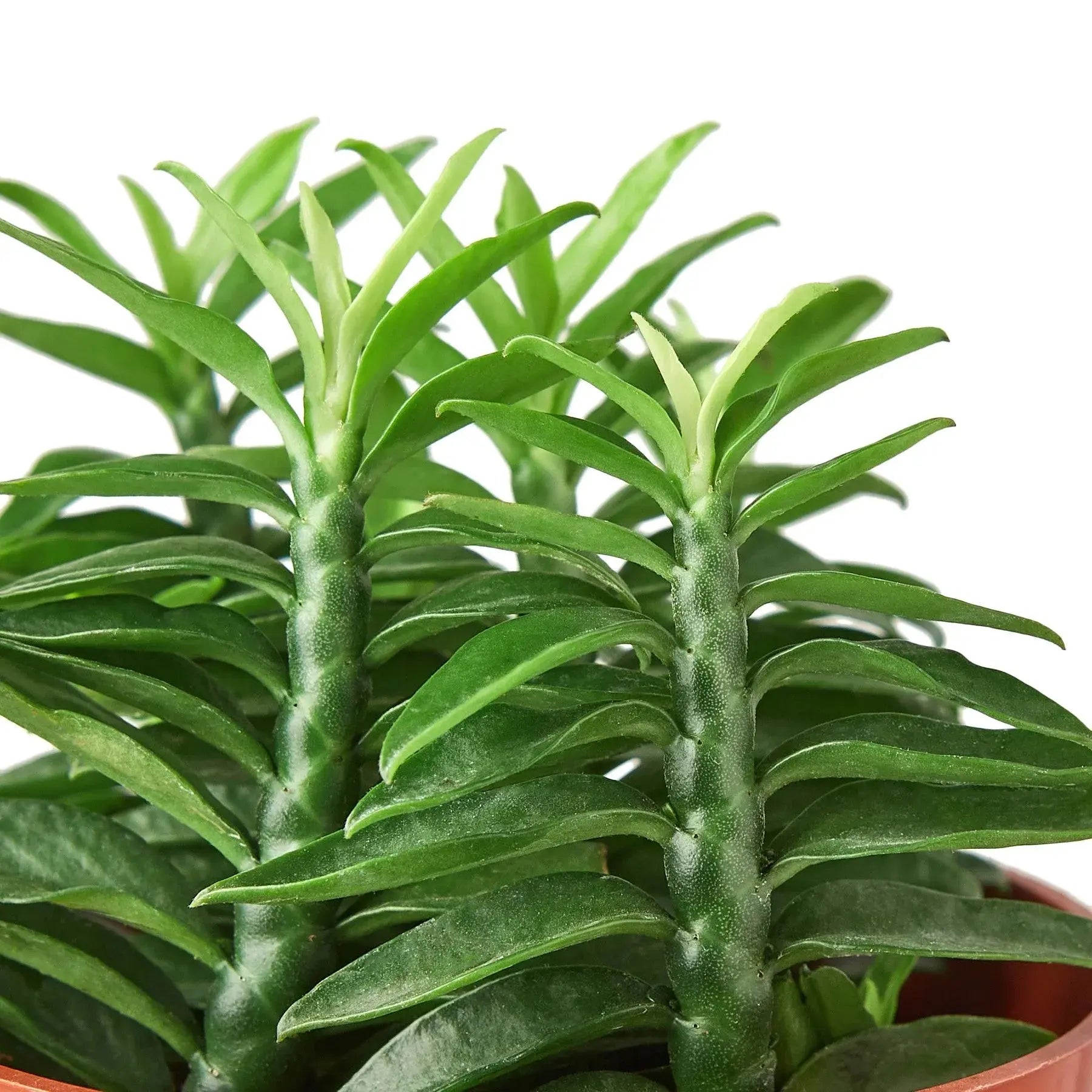 Euphorbia 'Devil's Backbone' House Plant Dropship Botani Haven