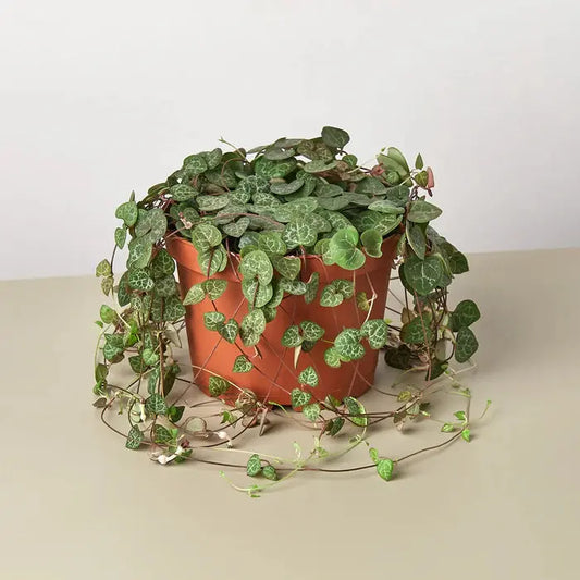 Succulent 'String of Hearts' House Plant Dropship Botani Haven