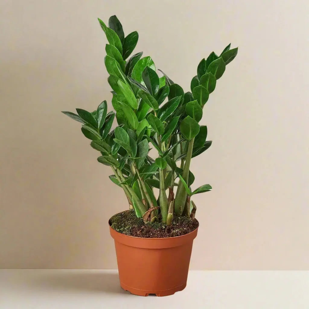 Zamioculcas Zamiifolia 'ZZ Plant' House Plant Dropship Botani Haven