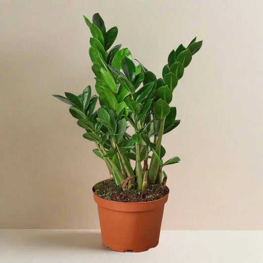 Zamioculcas Zamiifolia 'ZZ Plant' House Plant Dropship Botani Haven