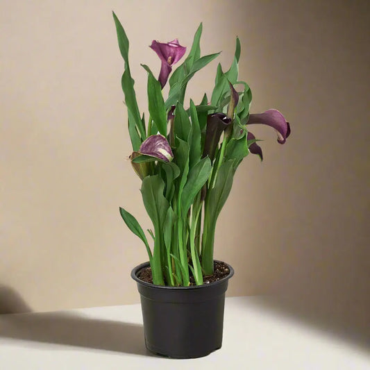Calla Lily House Plant Dropship Botani Haven