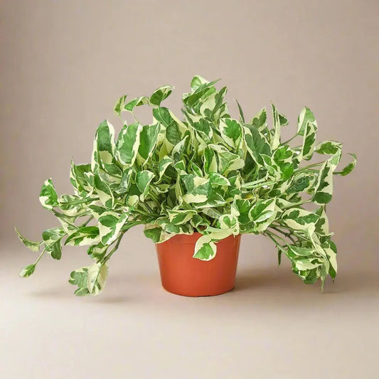 Pothos 'N'joy' House Plant Dropship Botani Haven